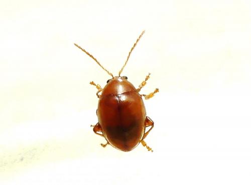 Réf. 267 199 : Sphaeroderma sp.